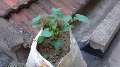 阳台种植紫薯也可行 阳台也可以盆栽紫薯