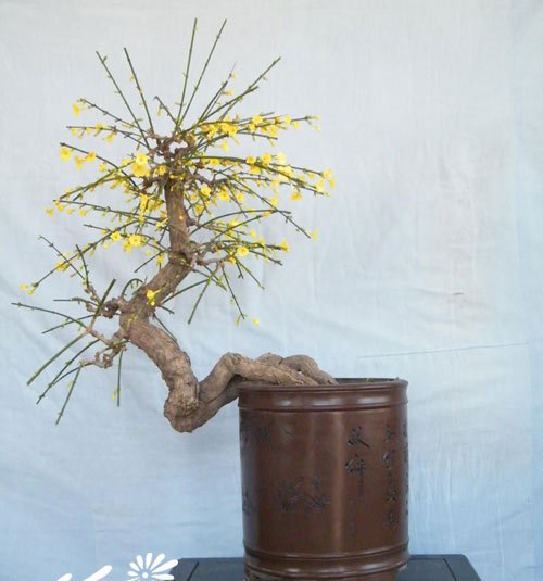 迎春花盆景的制作方法