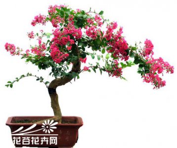 紫薇盆景养护管理之法 紫薇盆景的养护管理方法