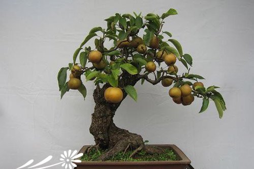 梨树盆景的制作方法