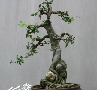 榆树盆景制作指南 榆树盆景的制作方法