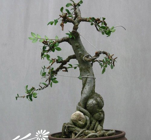 榆树盆景的制作方法