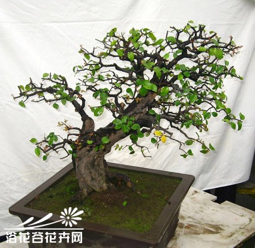 榆树盆景养护管理技术