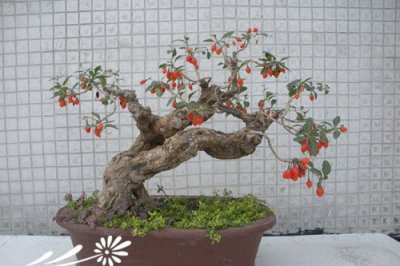 枸杞盆景制作步骤及图示 枸杞盆景制作方法（图）