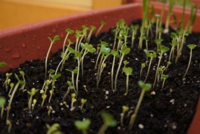 菜苗徒长的原因及解决方法 菜苗徒长的原因和应对办法