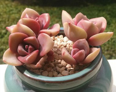 多肉植物为何会变色（出状态） 为什么多肉植物会变色（出状态）