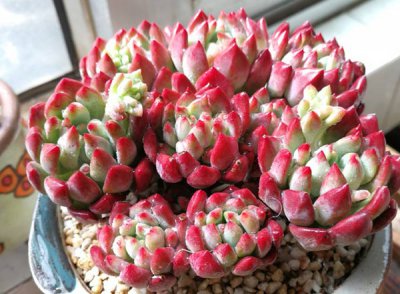 蓝苹果多肉怎么养出状态（老三样）