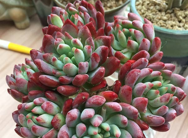 蓝苹果多肉怎么养出状态