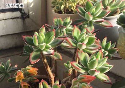 多肉植物养护知识（翻译版） 多肉植物养护知识（译文篇）