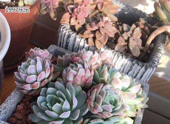 多肉植物养护知识
