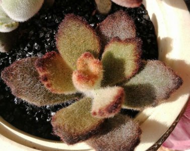 泰迪熊Kalanchoe tomentosa 'Teddy Bear'