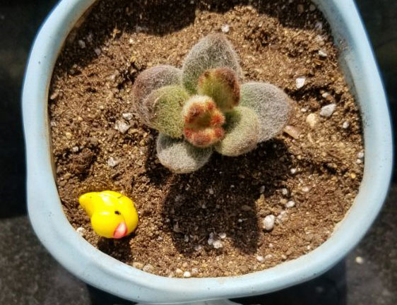 泰迪熊Kalanchoe