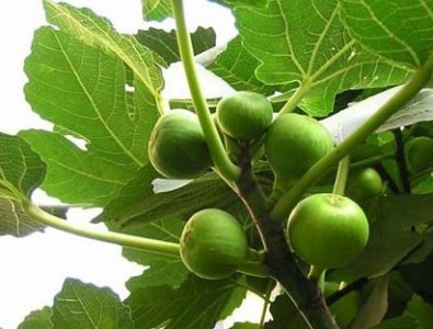 无花果的盆栽技术 无花果盆栽种植技巧