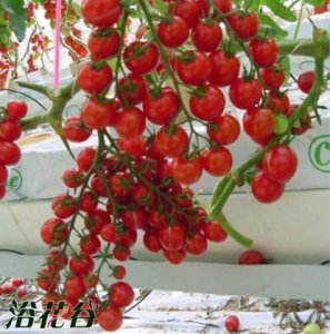 秋季盆栽观赏樱桃番茄技巧 观赏樱桃番茄秋季盆栽技术