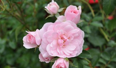 月季花伯尼卡详解 伯尼卡照片图