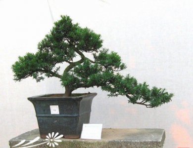 专家讲:罗汉松的造型 专家解析罗汉松的造型艺术