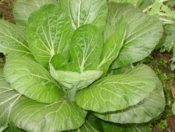 阳台种植小油菜的技巧 阳台小油菜的种植方法