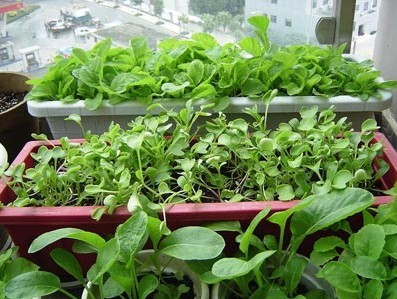 阳台种菜要知道蔬菜的生长发育要点