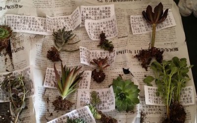 买多肉是否洗根灵活抉择 买的多肉要洗根吗|灵活把握