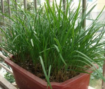 阳台盆栽韭菜栽培方法 阳台种植韭菜的技巧与方法