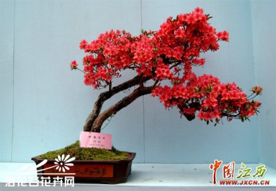 杜鹃盆景的日常照料 杜鹃盆景的日常养护
