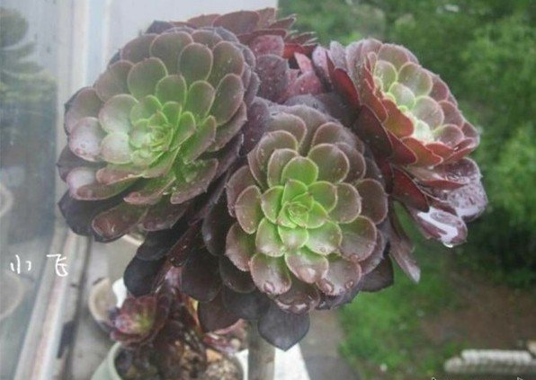 黑法师冬天能砍头吗