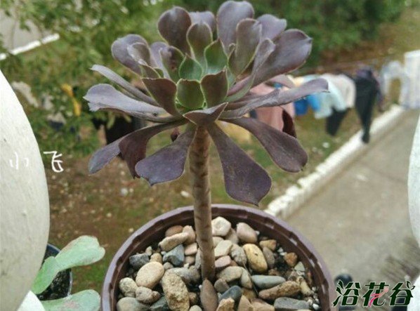 黑法师冬天能砍头吗