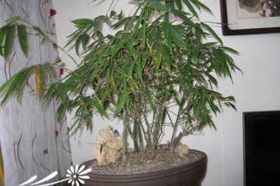 佛肚竹盆景养护需知 佛肚竹盆景的养护注意事项