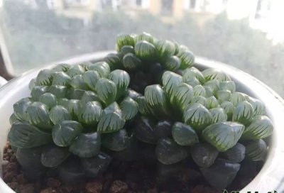 玉露晒太阳依季节而定 玉露要不要晒太阳 依据季节来定