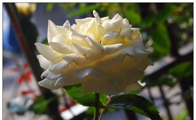 月季花阿柏斯特讲解 阿柏斯特照片图
