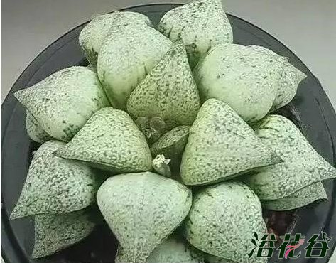白银寿有哪些品种