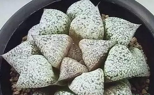 白银寿有哪些品种