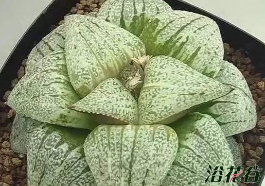 白银寿有哪些品种