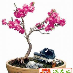 如何制作碧桃盆景 《碧桃盆景制作方法》