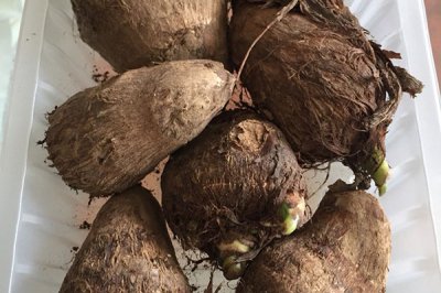 芋头可以当花养吗 芋头能当作花卉养吗？