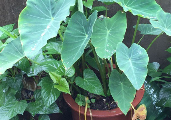 芋头可以当花养吗