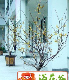 盆栽梅花的栽培管理 梅花盆栽的栽培与管理