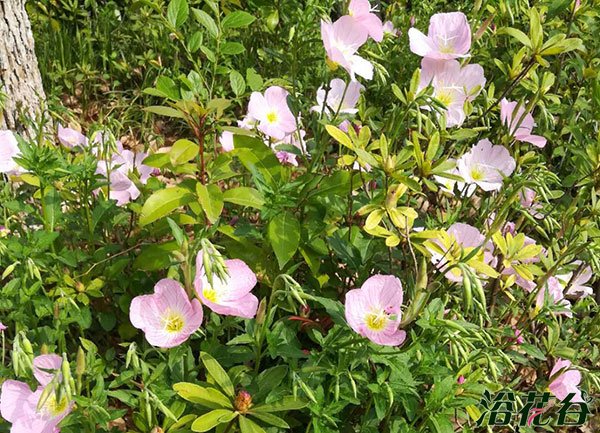 美丽月见草|播种、花期、过冬等介绍