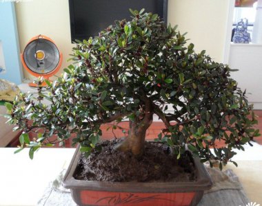 中华蚊母的制作与养护 《中华蚊母的养护与制作》