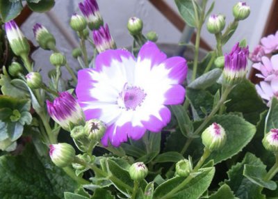 瓜叶菊开完花后怎么处 瓜叶菊开花后如何处理？