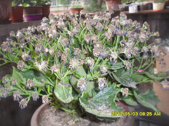 瓜叶菊开完花后怎么处