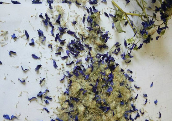 瓜叶菊开完花后怎么处