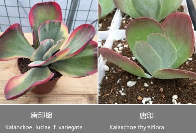 唐印和唐印锦的区别（图） 唐印与唐印锦的区别（附图片）