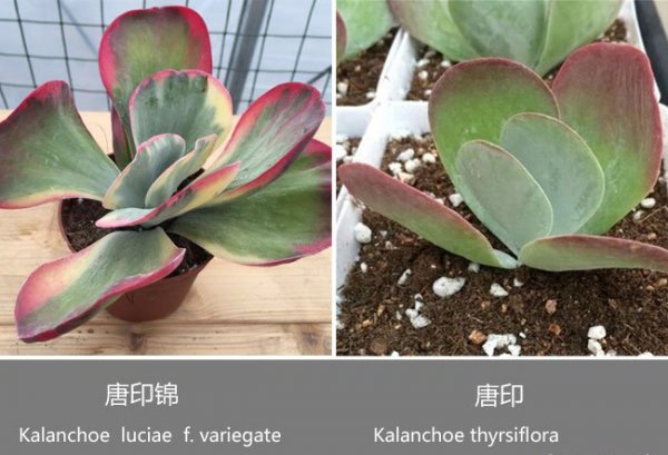 唐印和唐印锦的区别