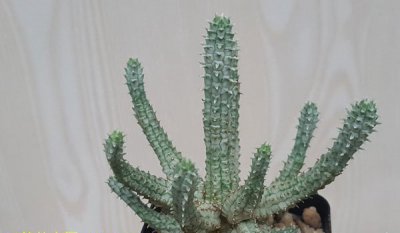白桦麒麟繁殖（附心得） 白桦麒麟繁殖方法及心得分享