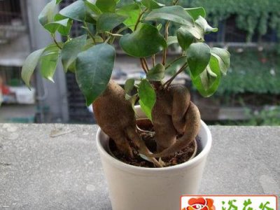 人参榕的养护要点 人参榕的养护管理