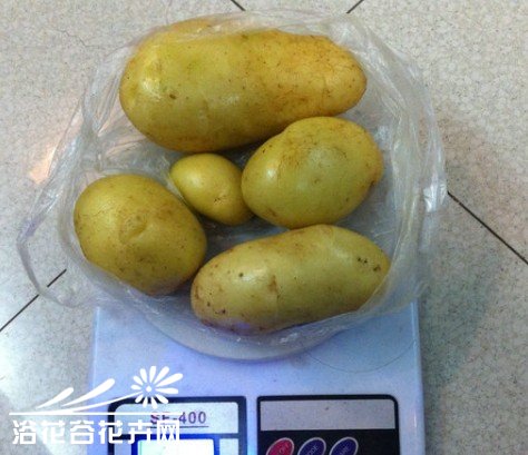 阳台种土豆70天获得17倍的产出