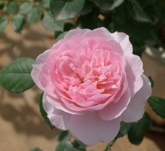 月季花威士利2008 2008介绍 威士利2008 2008长什么样图