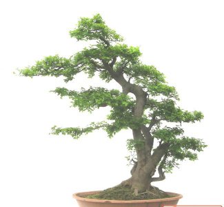 如何制作朴树盆景 《朴树盆景制作方法》