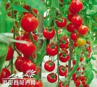 阳台番茄丰收的10个关键技巧 掌握10大要诀 阳台番茄大丰收